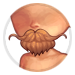 2131-qHqOL682zF-handlebar-moustache-red.png