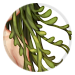 3408-sUrk7ZQycs-thalies-verdant-curls.png