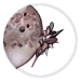 4916-67JSKqgJbw-millefiori-papillon-earring.png