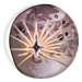 4927-V9NUTxroRI-millefiori-papillon-starburst.png