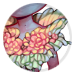 4960-hDWuUAhReA-fairytale-reverie-shawl.png