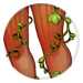 4994-QJNHJbdCCH-charlatans-harvest-vines.png